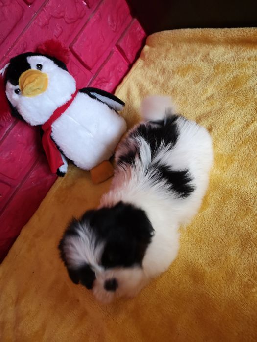 ** SUCZKA ** rasy Shih Tzu pięknie umaszczona dziewczynka.  Laleczka.