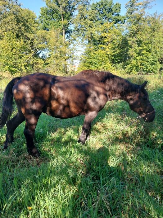 Sprzedam  ładną klacz