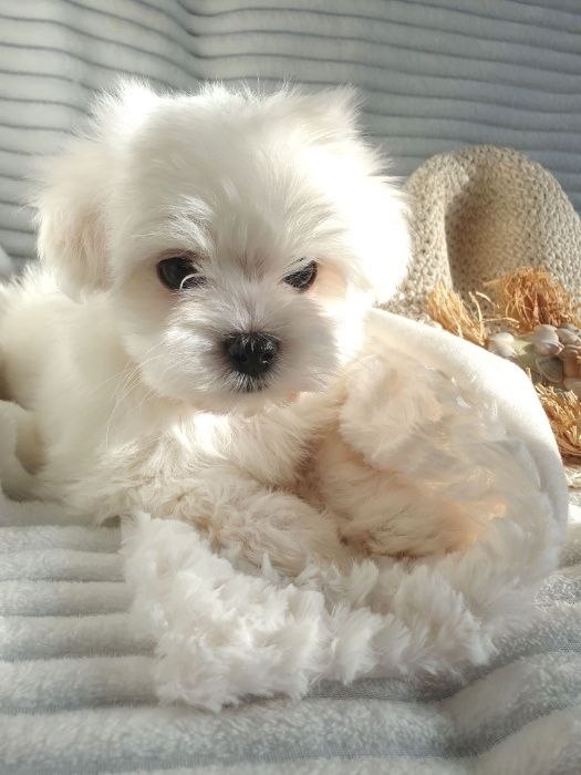 Maltańczyk Piesek z rodowodem 4-pokoleniowym.