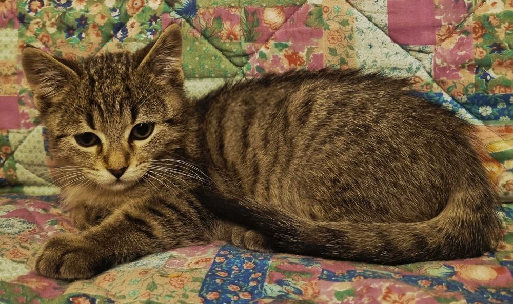 Marcinek, dwumiesięczny kocurek do adopcji.