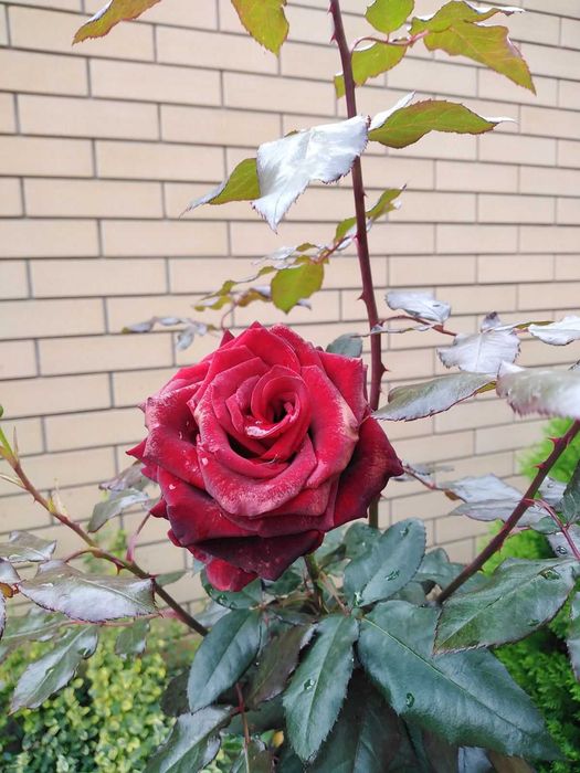 Лилия крупная кремовая, ромашка высокая, гвоздика, хризантемы, цветы