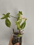 Philodendron Florida Beauty