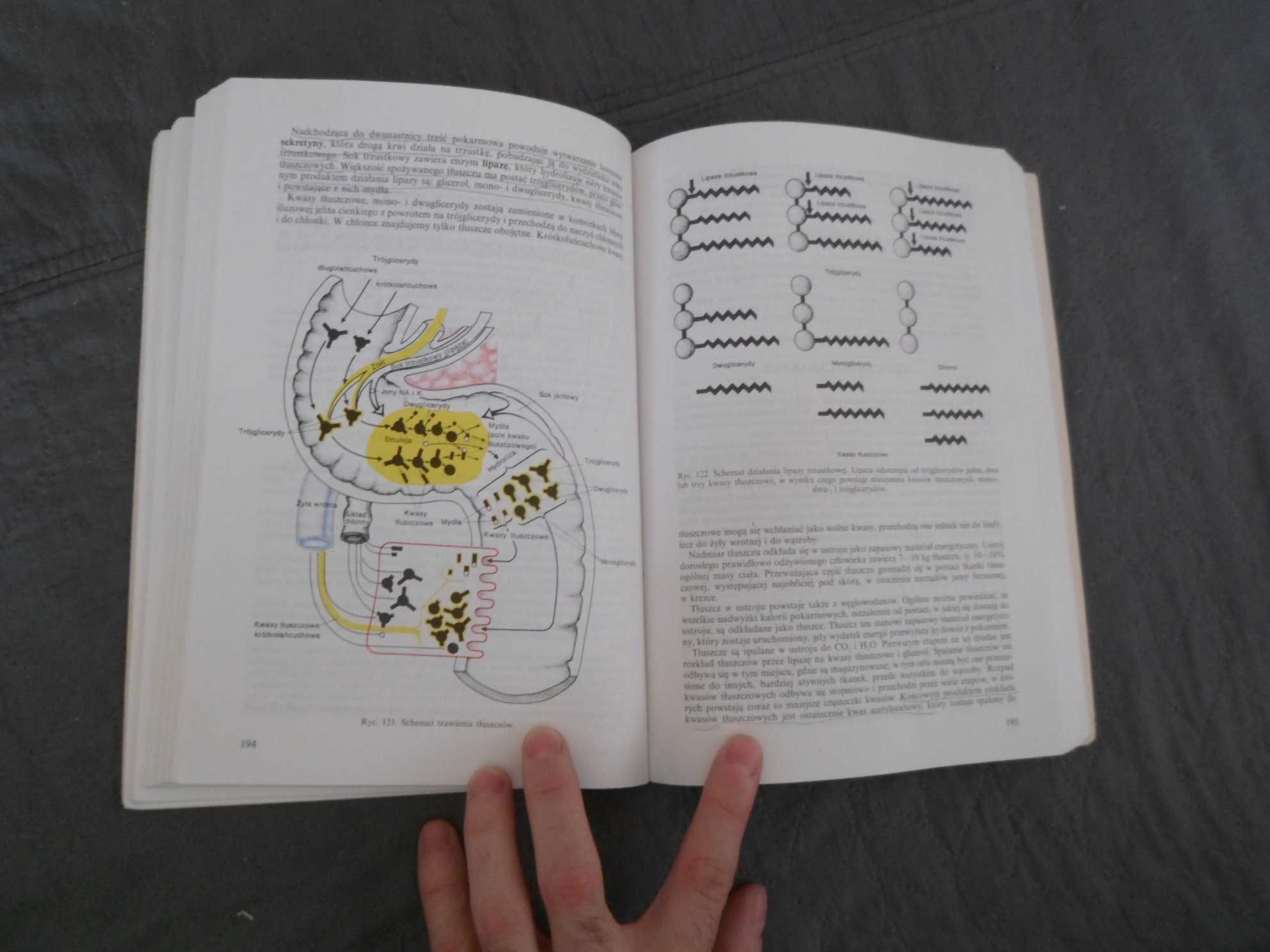 Anatomia i fizjologia człowieka Aleksander Michajlik, Witold Ramotowsk
