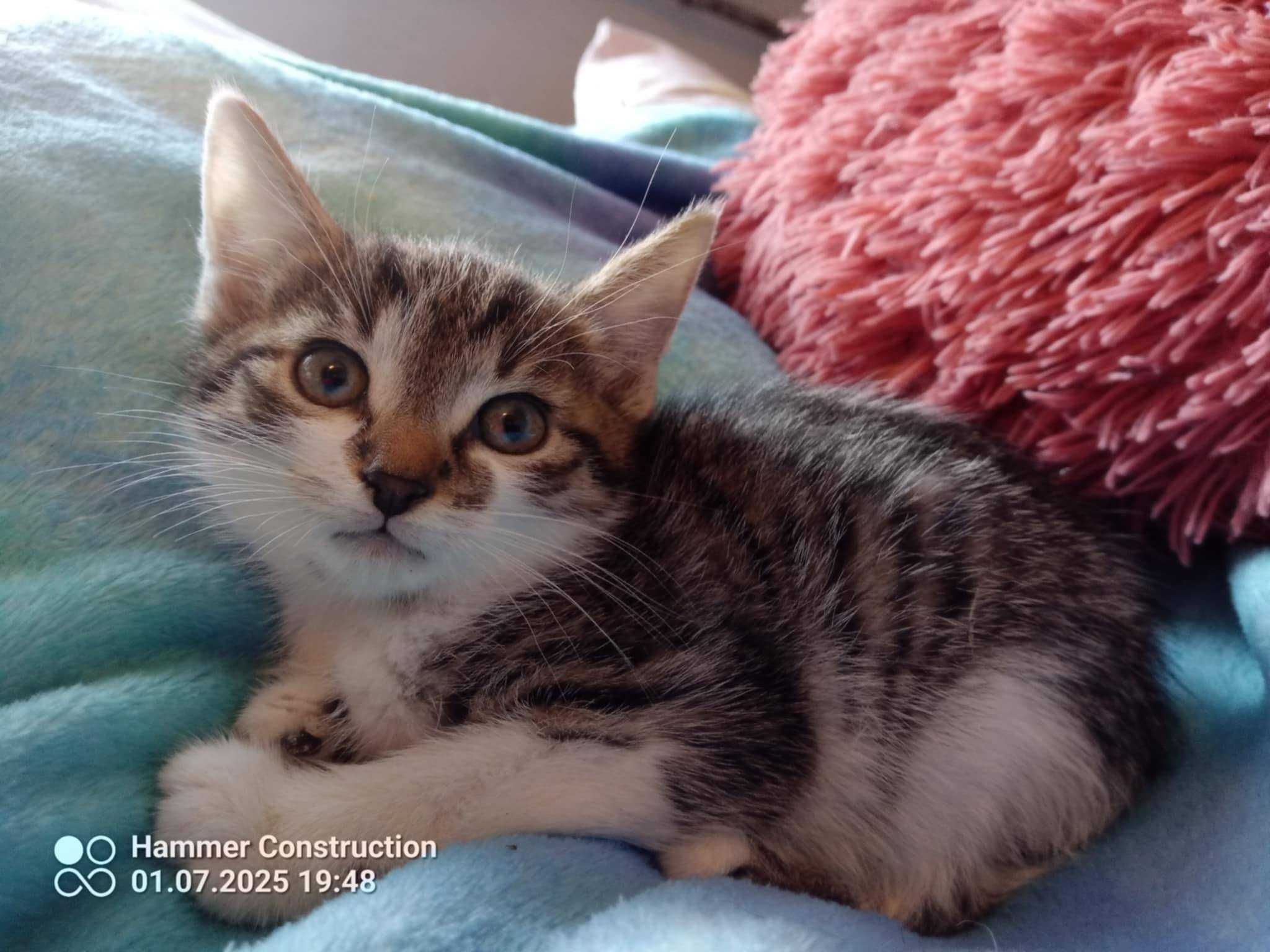 słodkie małe kociaki do adopcji