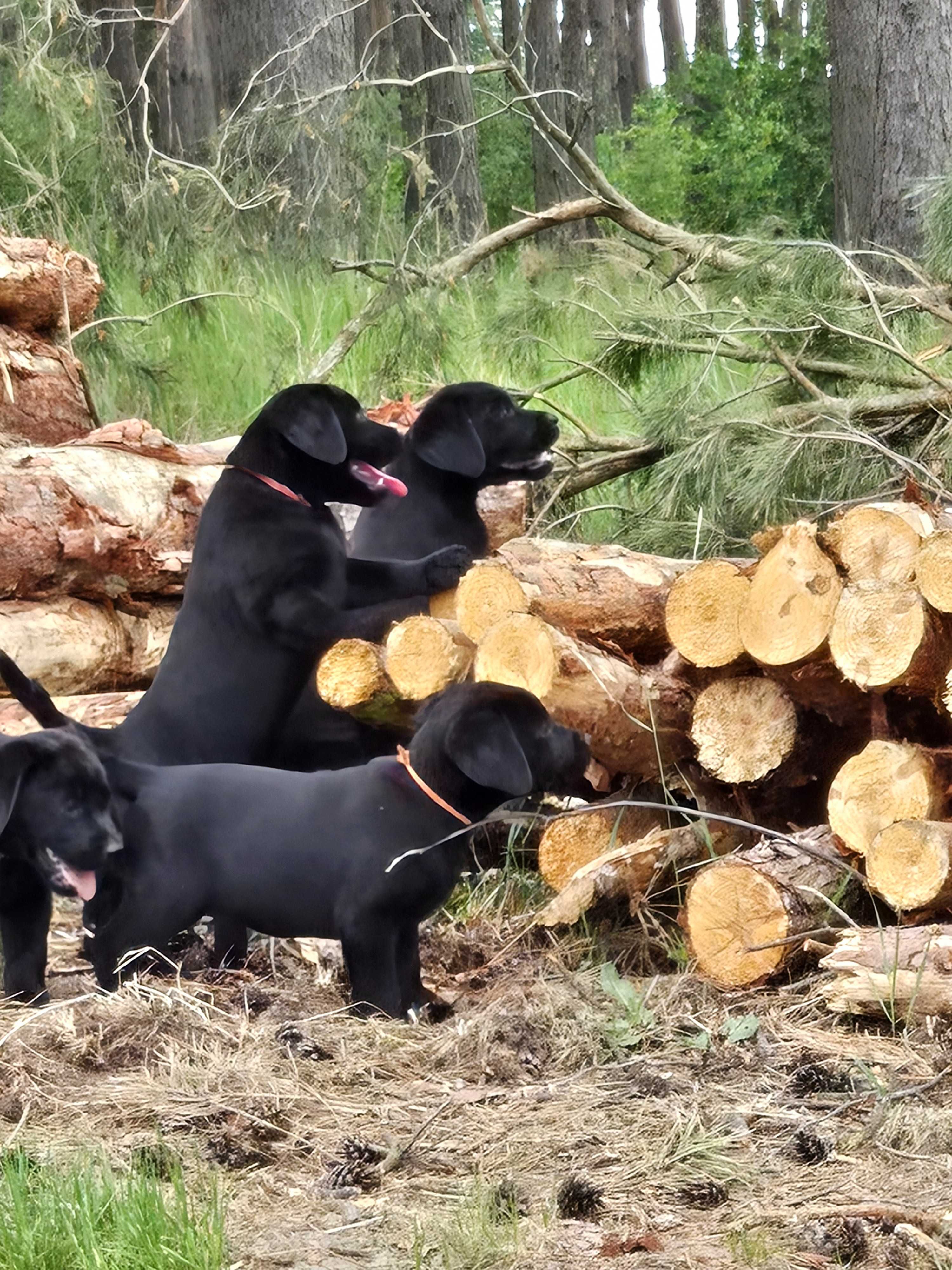 Labrador Retriever FCI Linia użytkowa