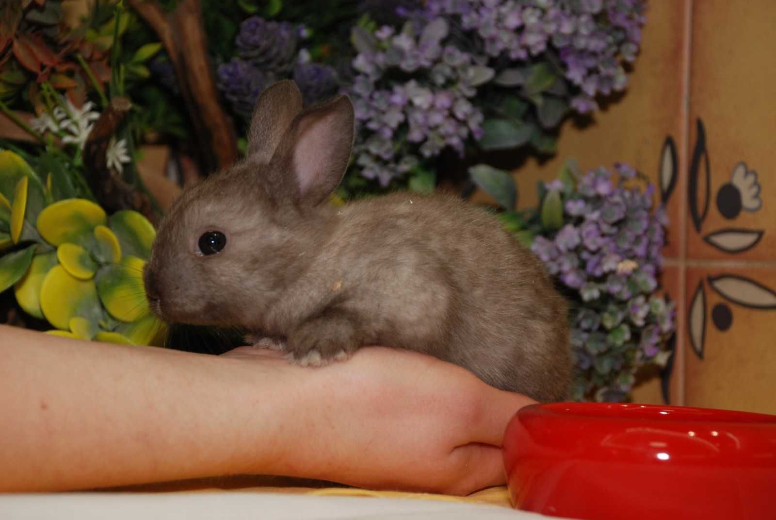 Декоративный кролик. Нидерландский Карлик