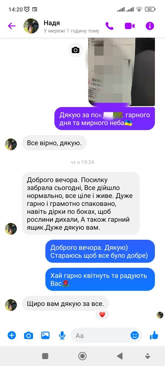 Хризантема  Колискова РОЗПРОДАЖ