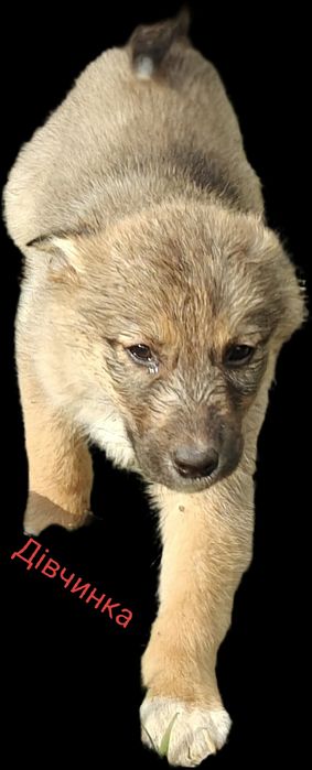 Віддам файних дівчаток