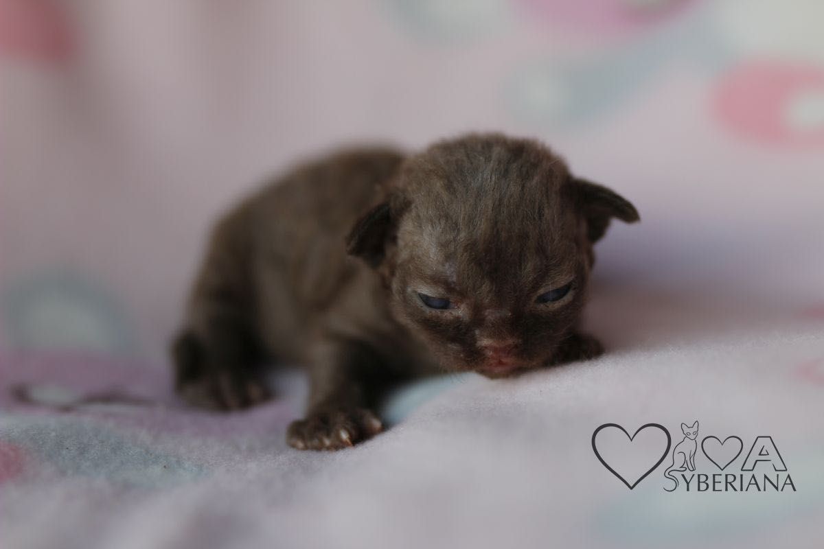 Czekoladowy kocurek Devon rex