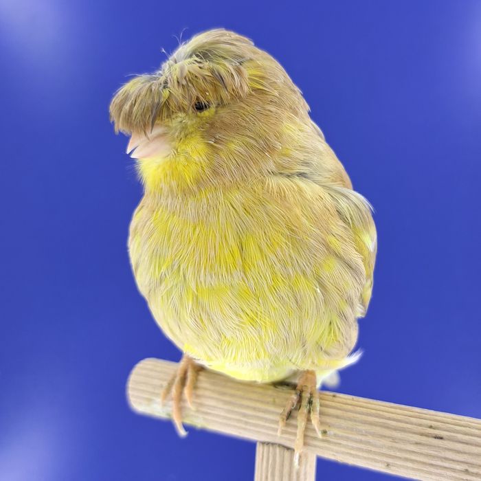 Kanarek, samiczka - sprzedam, Wrocław