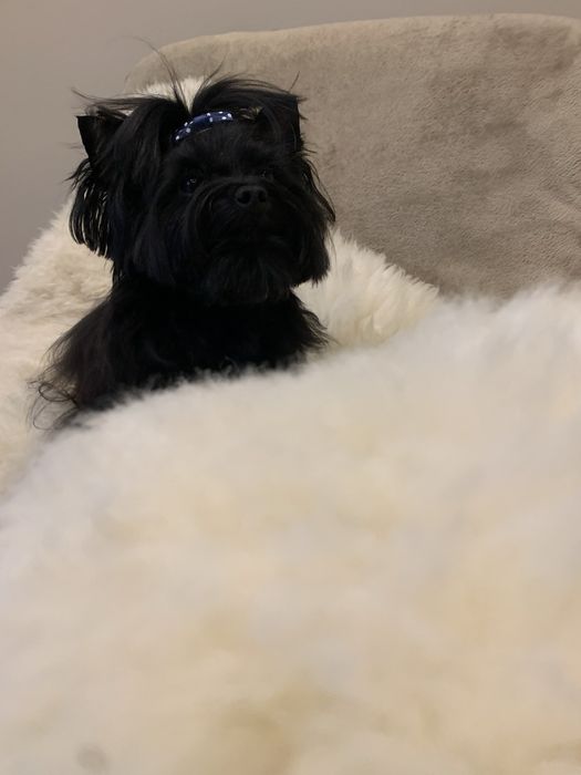 York  czarny samiec piesek