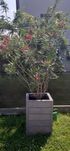 Sprzedam oleander 3sztuki