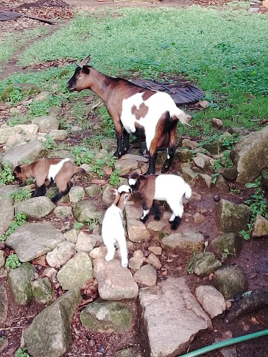 Cabras anãs disponíveis com