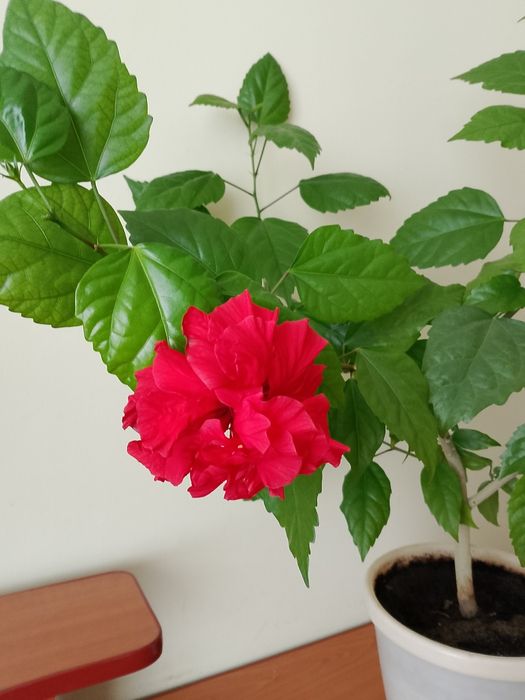 Квітка    Гібіскус (Китайська роза)