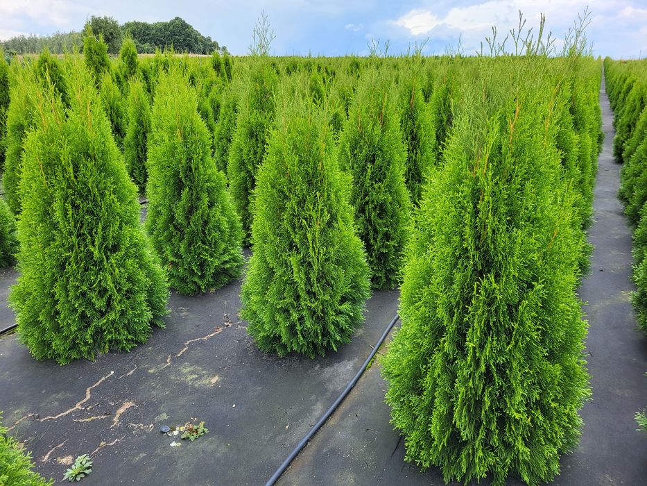 Tuja szmaragd, tuje 70-80cm 10zł PROMOCJA