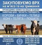 Продам  корови телиці  телята бичкі коні лошата .