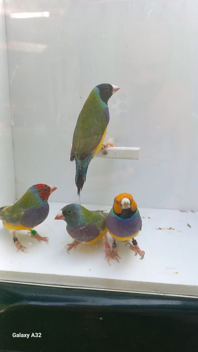 Diamantes Gould 2025