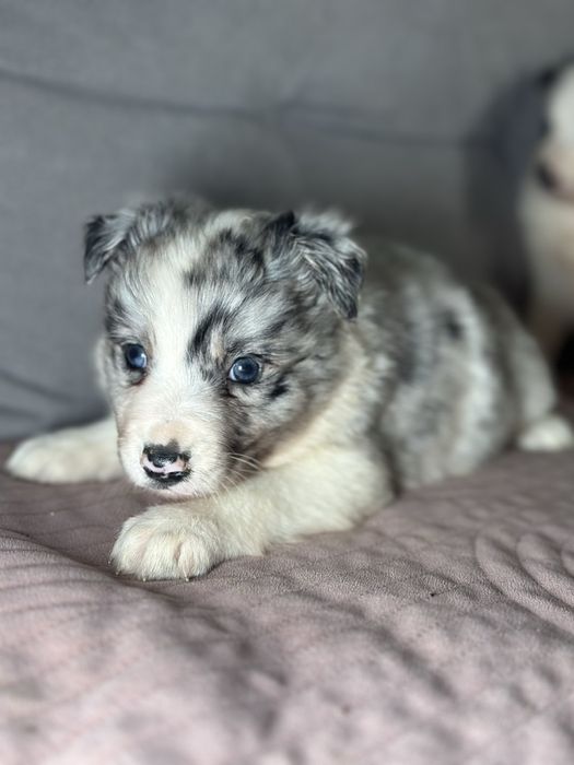 Suczka border collie blue merle