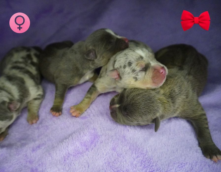 Amstaff-merle_American Staffordshire Terrier