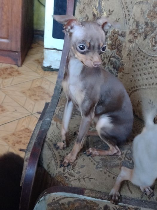 Той -тер'єр на в'язку та продаж цуценят