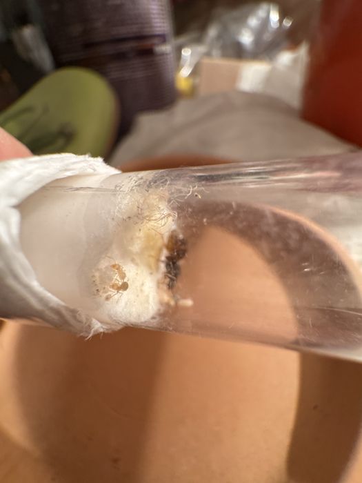 Lasius flavous 1q + 3w + potomstwo