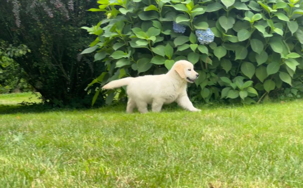 Szczenięta golden retriver z domowej hodowli dostępnod połowy sierpnia