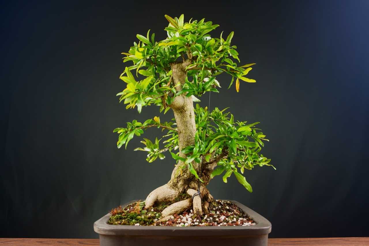 Bonsai Romanzeira / Punica Granatum L.