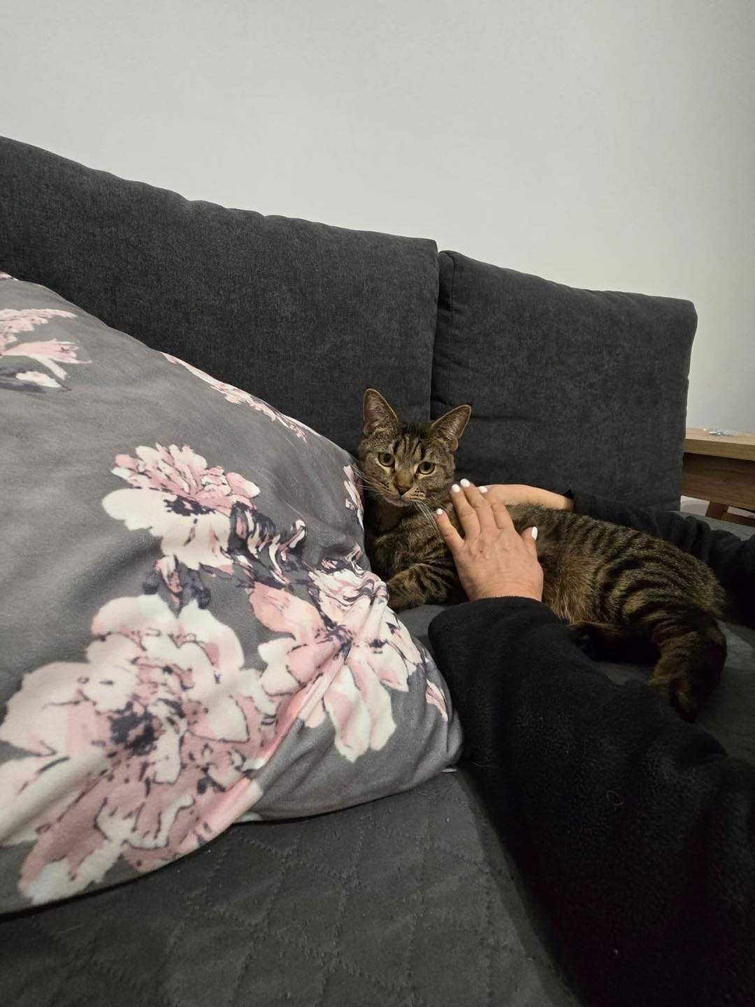 dwa cudne kotki zostaly same po smierci swojej pani