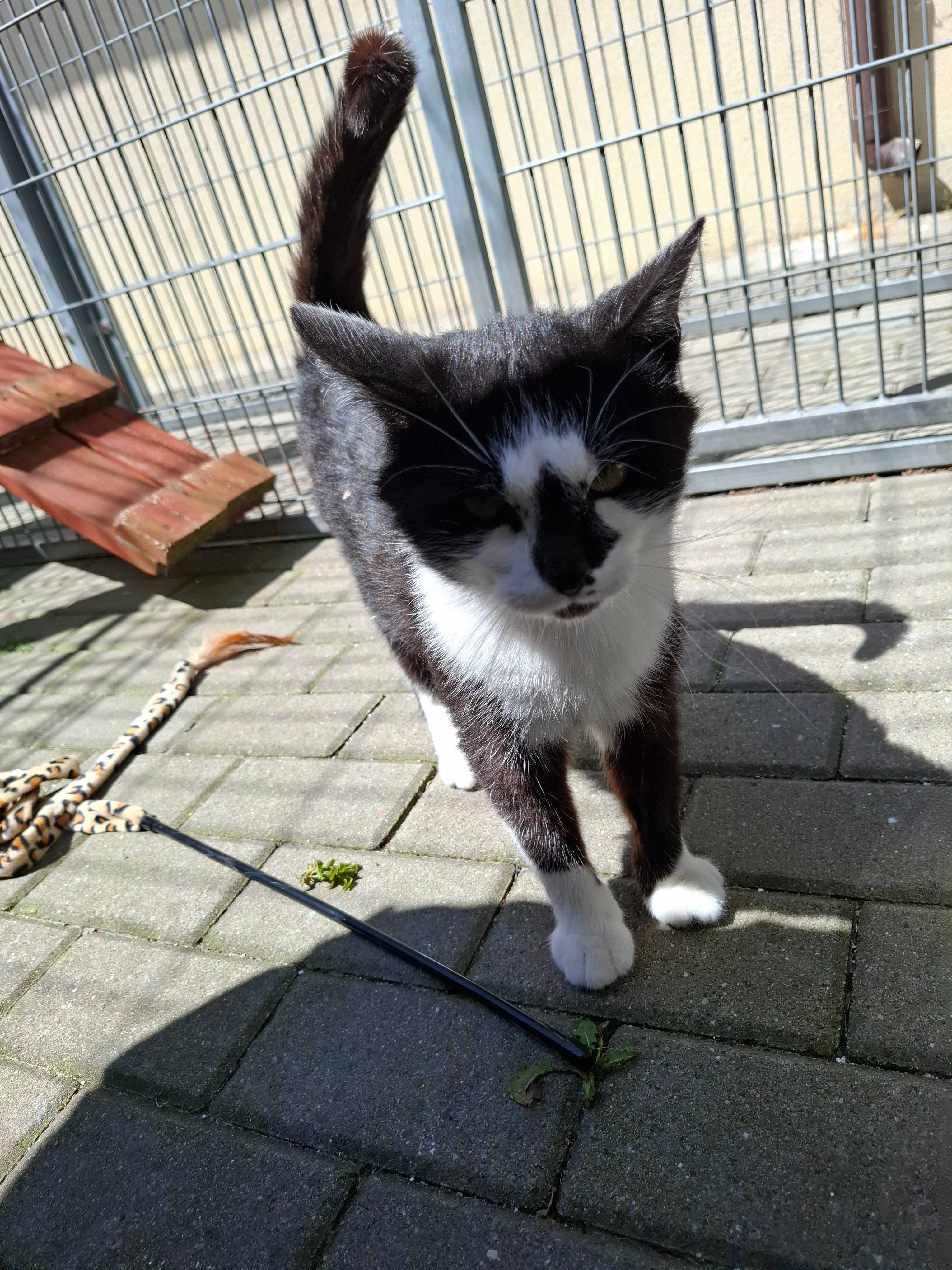 Czarno-biały Amper zamieni schroniskowy boks na kochający dom
