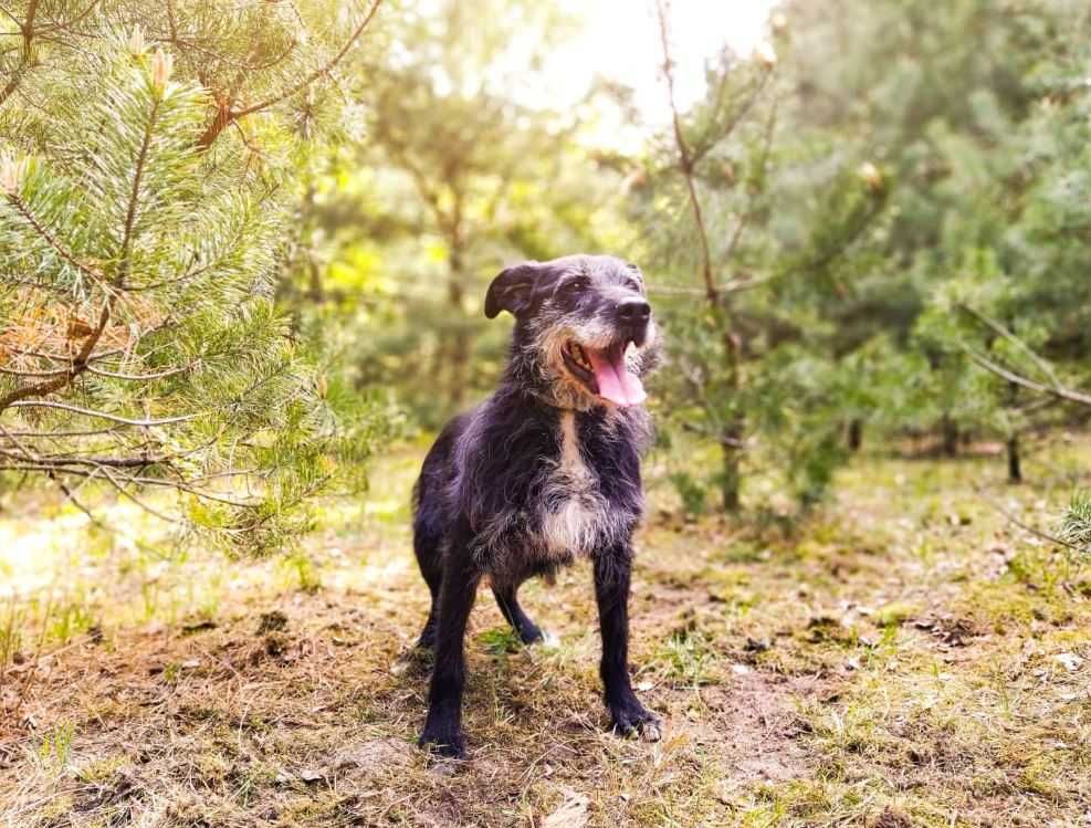 Towarzyski, energiczny Bondzik poleca się do adopcji!!!