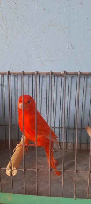 Sprzedam kanarki samce