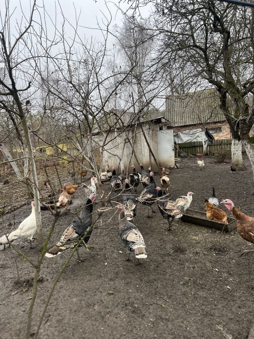 Продам індики , домашні ідинки , індики , продам тушку індика