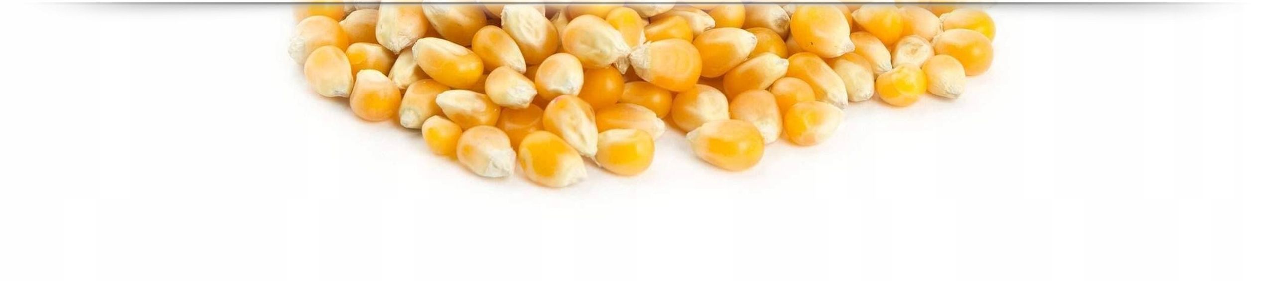 Kukurydza Popcorn Ziarno Do Prażenia I Mikrofali - 5Kg Bez Soli