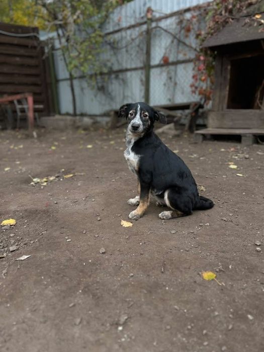 Ирма отдам в семью