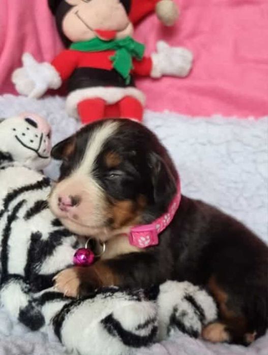 Bouvier Bernois como Pedigree