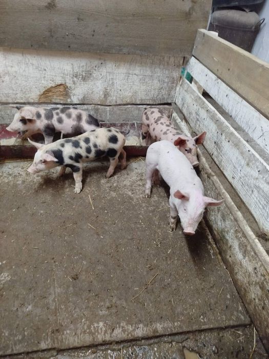 Продаються поросята