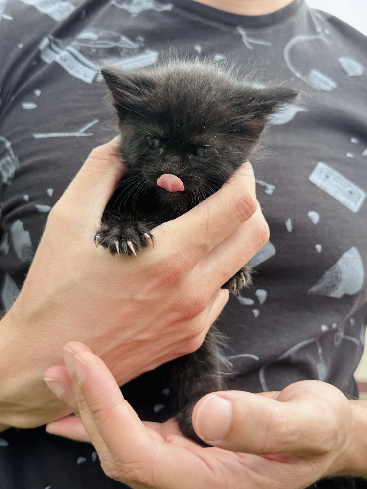 Котенок мальчик  бесплатно . Черные с голубыми глазами