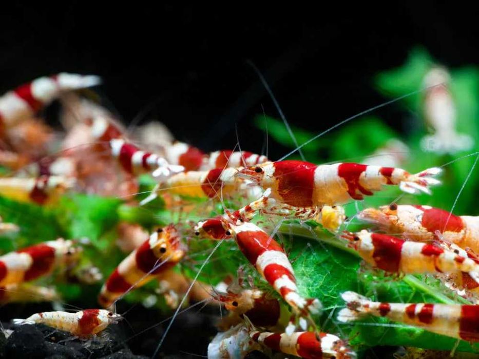 GB Krewetka Biało Czerwona - Crystal Red - dowóz ryb!