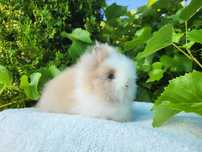 Urocze króliczki Teddy i Mini Lop.