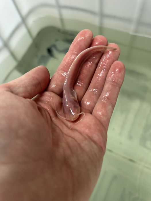 Sum europejski narybek suma inne ryby do stawów i oczek drapieżnik