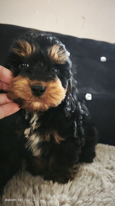 Cokapoo, cocapoo, cavapoo Gofer