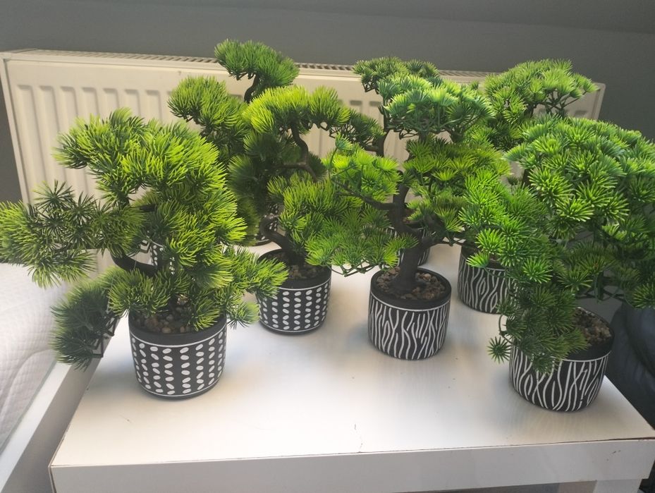 Drzewka bonsai 8 sztuk