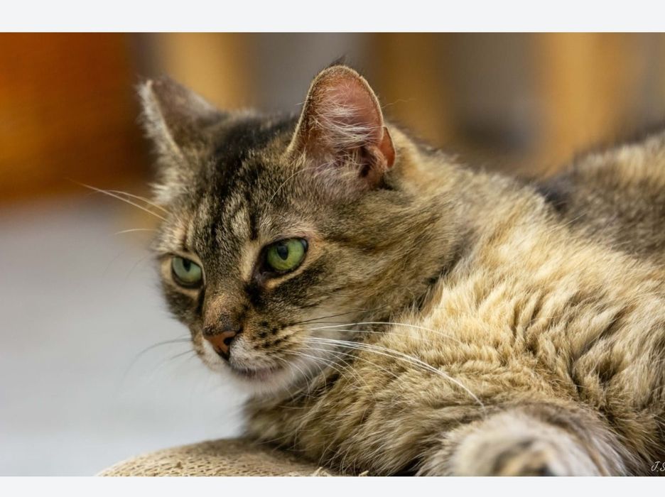 Poppy do adopcji
