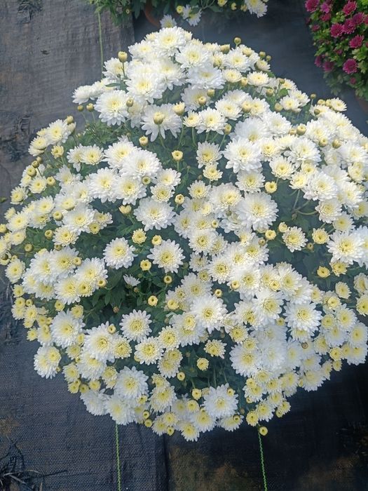 Chryzantemy drobnokwiatowe