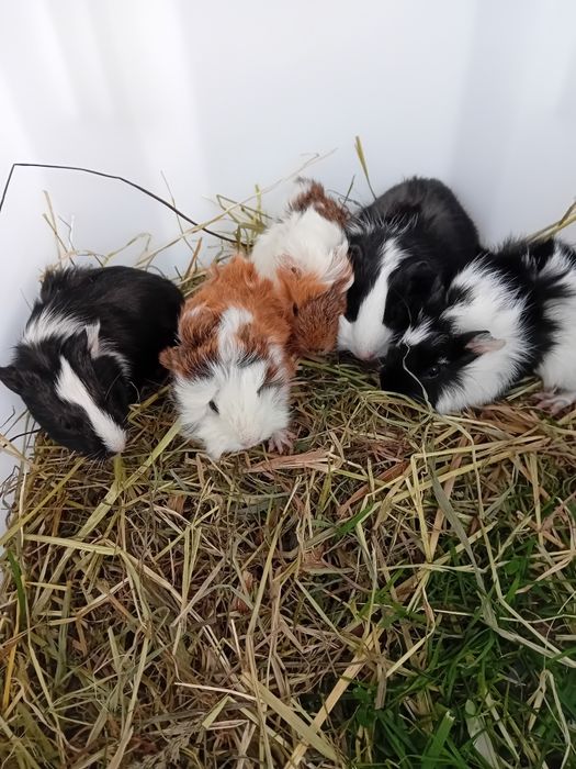 Sprzedam swinki morskie