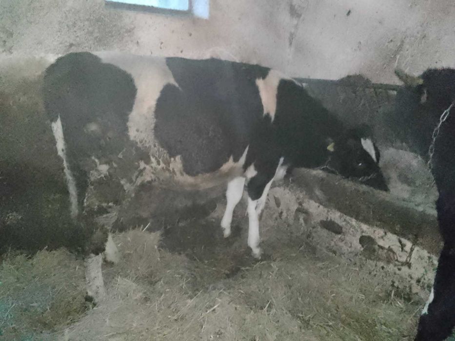 Jałówka wysokocielna