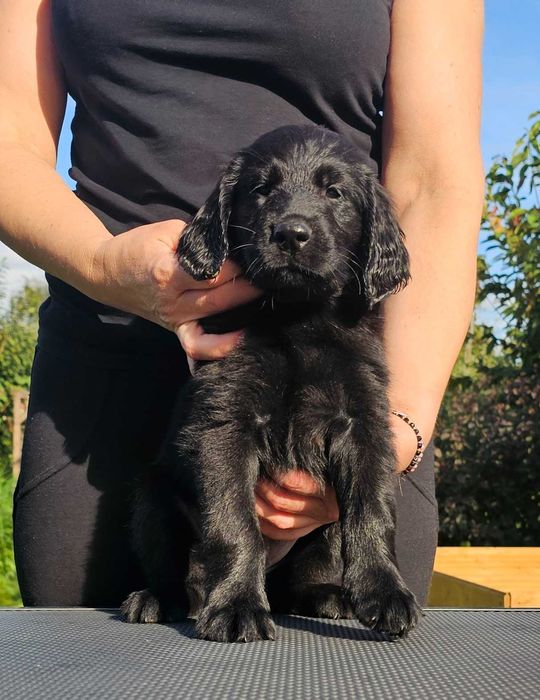 Flat coated retriever FCI - szczeniak, dogoteroterapia