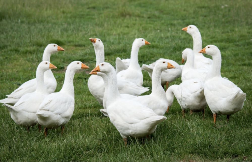 Gęsi z wolnego wybiegu