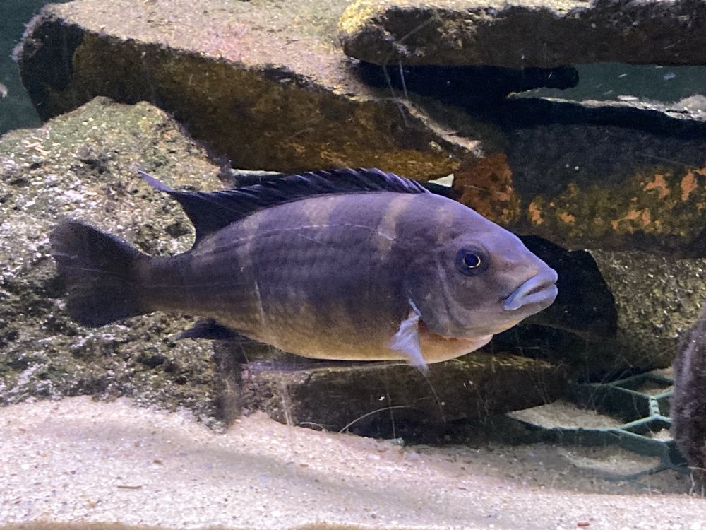 Pyszczak Crabro Szerszeń oddam