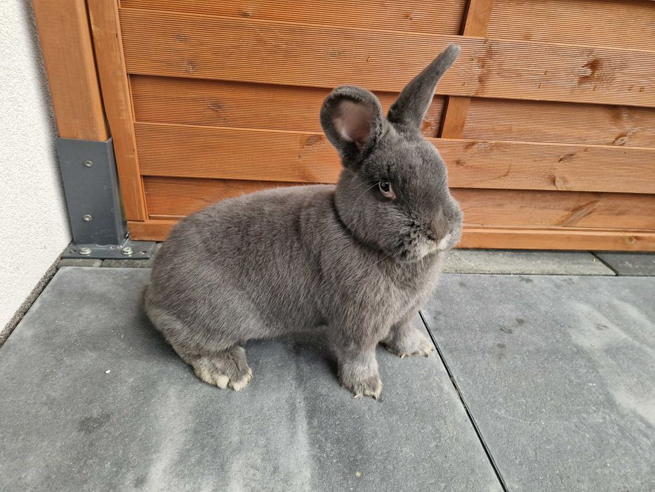 wiedeński wiedeńskie niebieskie WN królik króliki samica